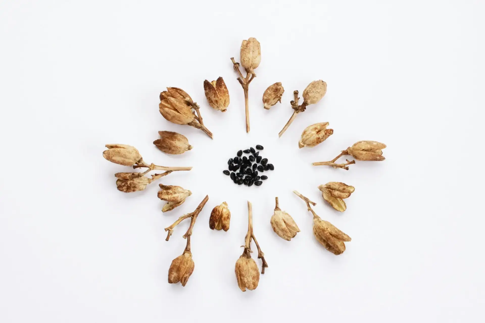 Life cycle of Day Lily